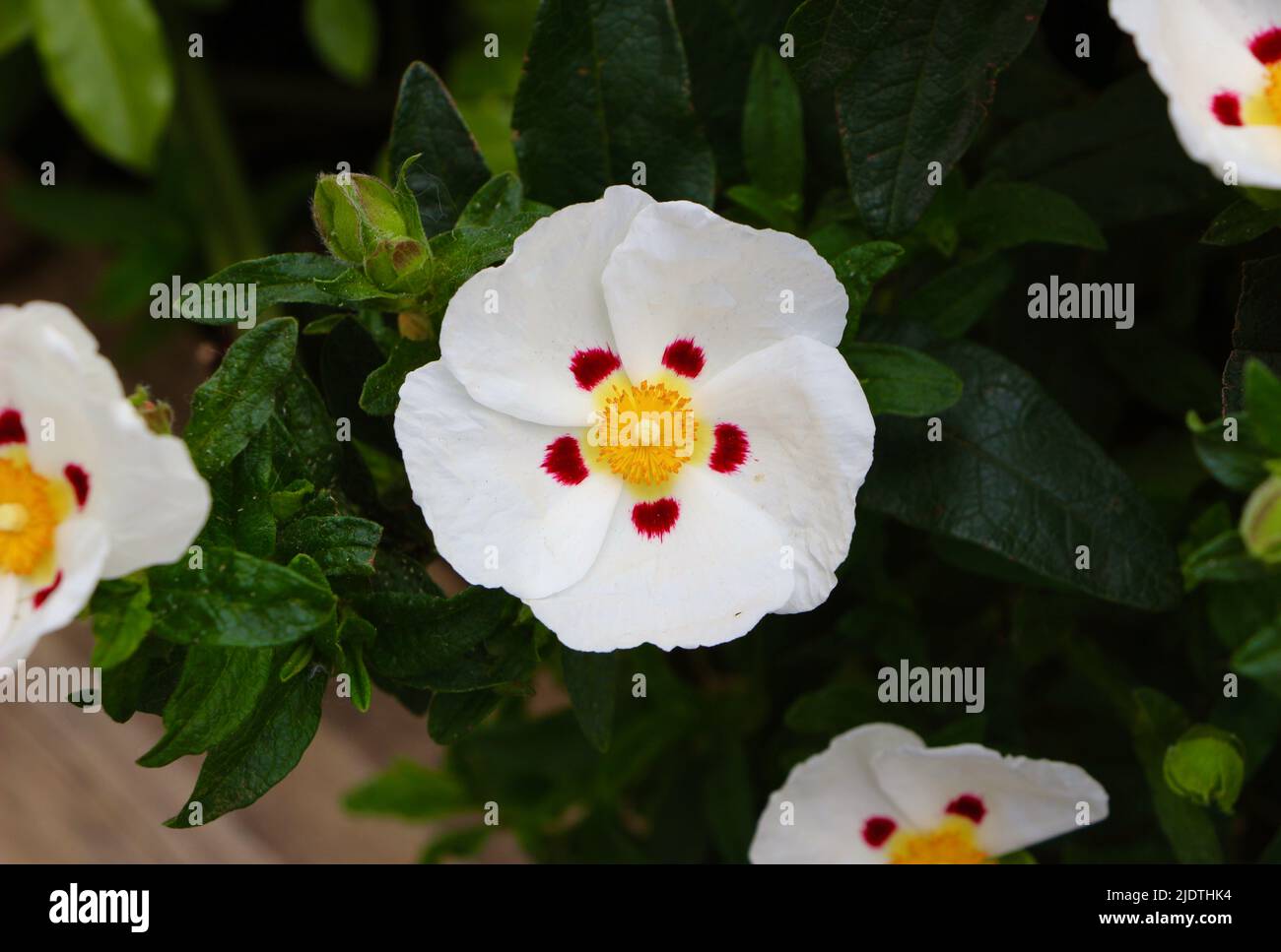 Gomme rockrose Cistus ladanifer fleurs gros plan Banque D'Images