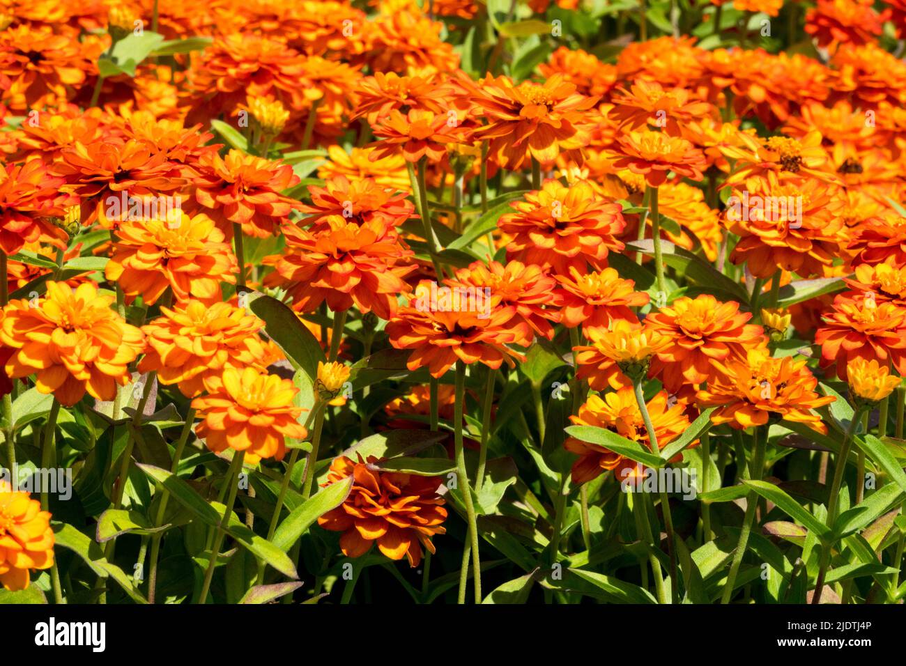 Orange Plant, Zinnia Profusion Doble Fire, literie, plantes annuelles, Zinnies dans un jardin d'été lit de fleurs Banque D'Images