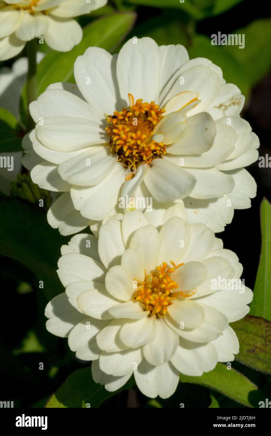 Zinnia 'Profusion Doble White', usine annuelle, Fleur Banque D'Images