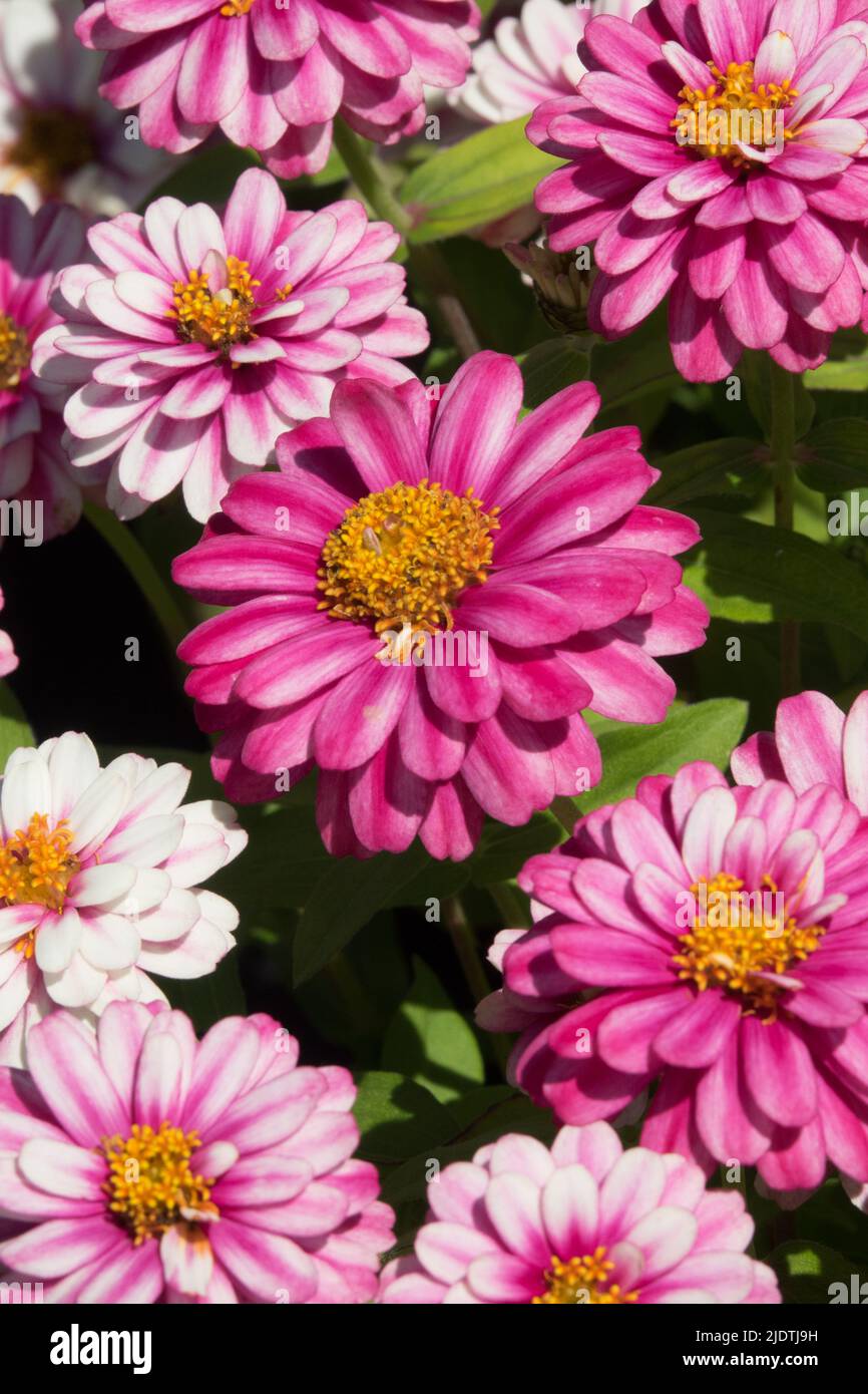 Zinnia Zahara Double framboise Swizzle Banque D'Images