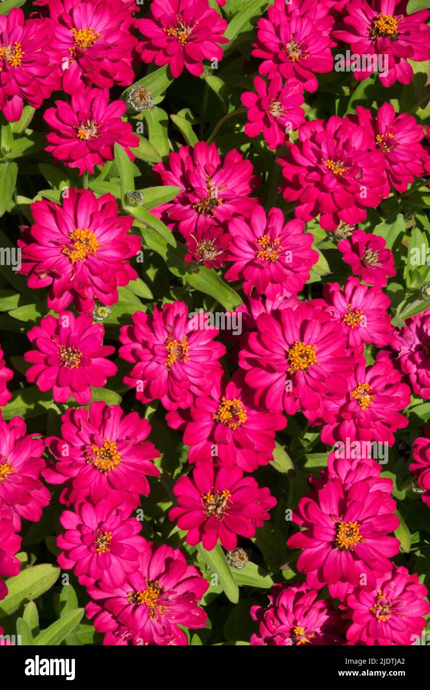 Zinnia « Profusion Double Hot Cherry » Banque D'Images