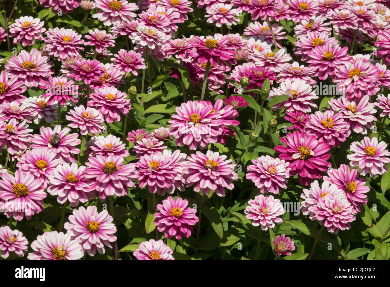 Zinnia Zahara Double framboise Swizzle, parterre à fleurs, Zinnies, jardin, Rose, Été, plantes annuelles Banque D'Images
