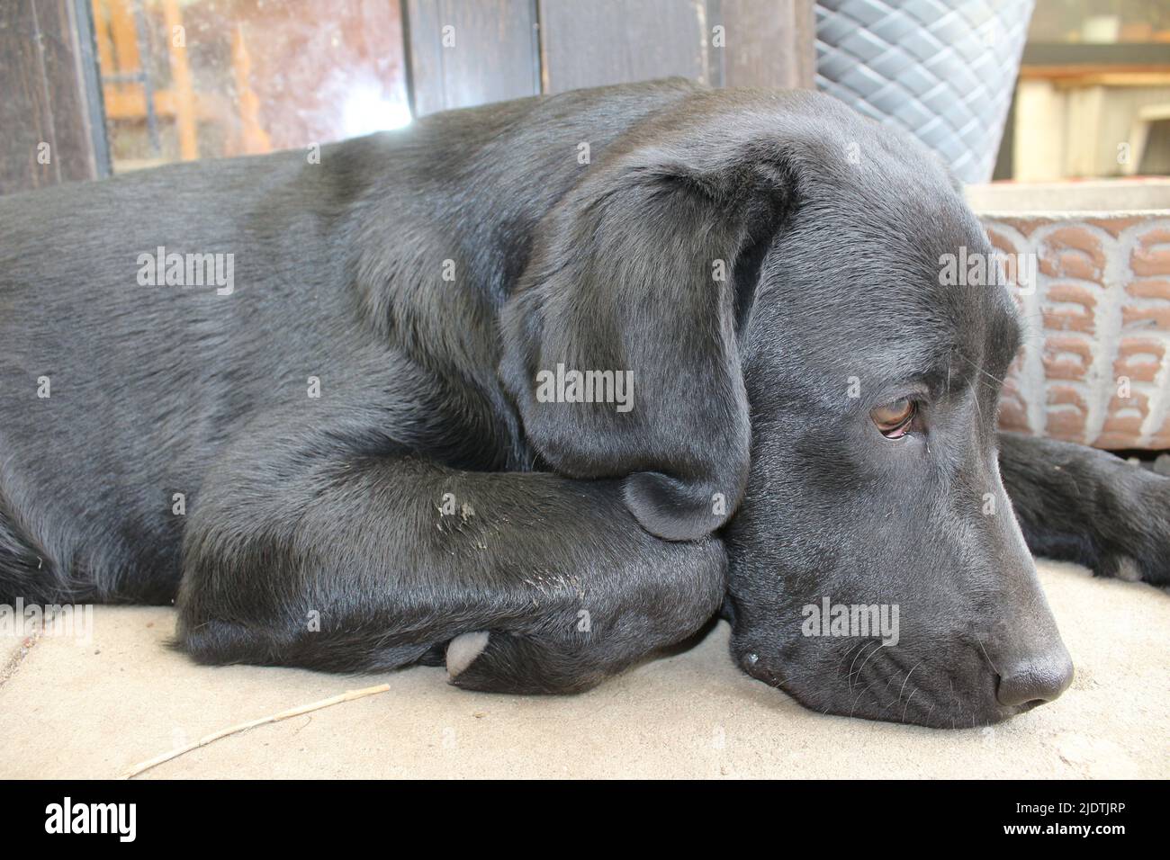 Photographie d'un Labrador retriever noir. Labrador chiot en gros plan. Visage de chien noir, yeux, oreilles, nez, pattes. Animaux dans le jardin. Photographie. Banque D'Images