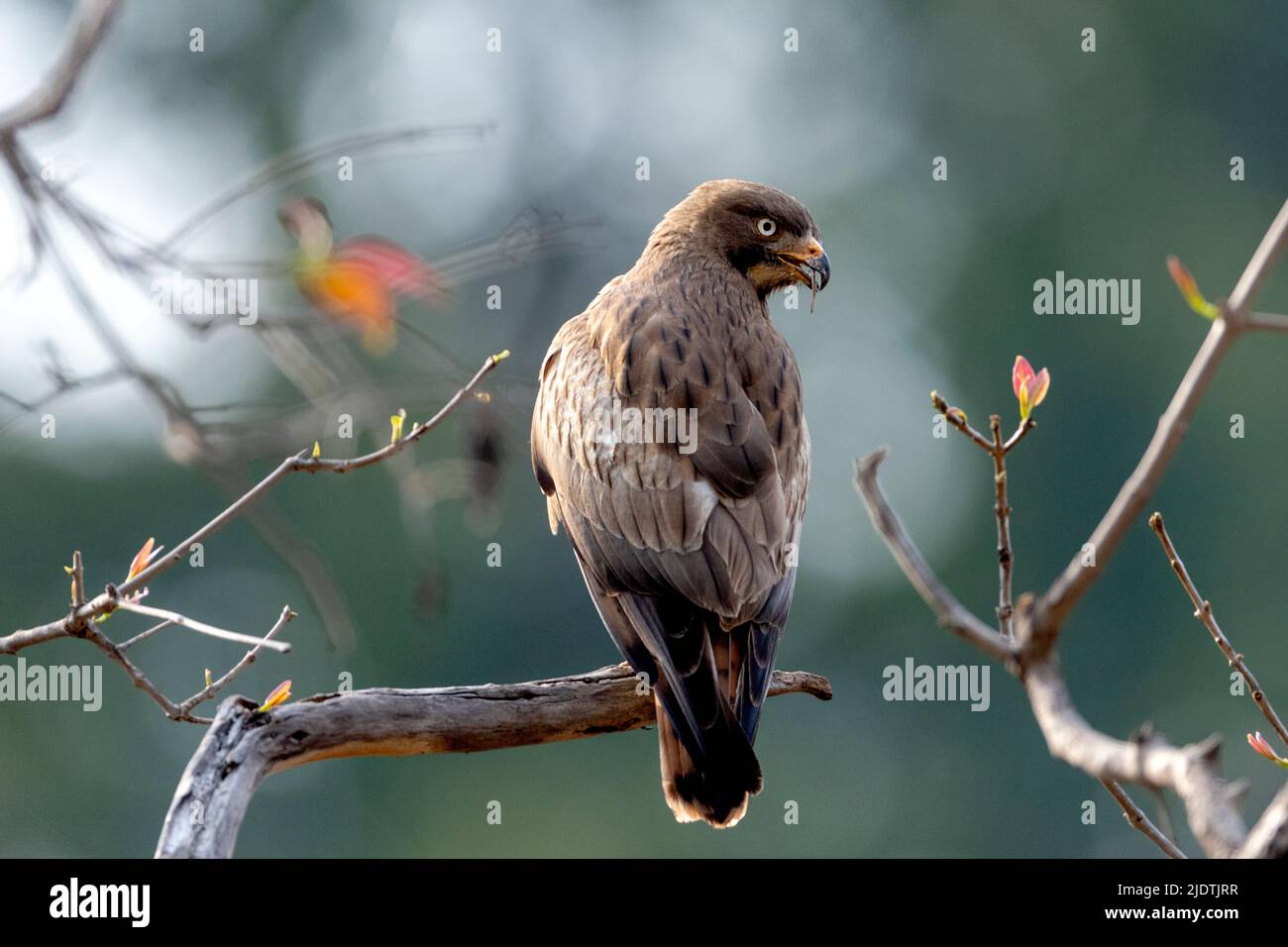 Bustatur teesa (Busitur teesa), bourdonnement aux yeux blancs, depuis le parc national de Bandhavgarh, Madhya Pradesh, Inde. Banque D'Images