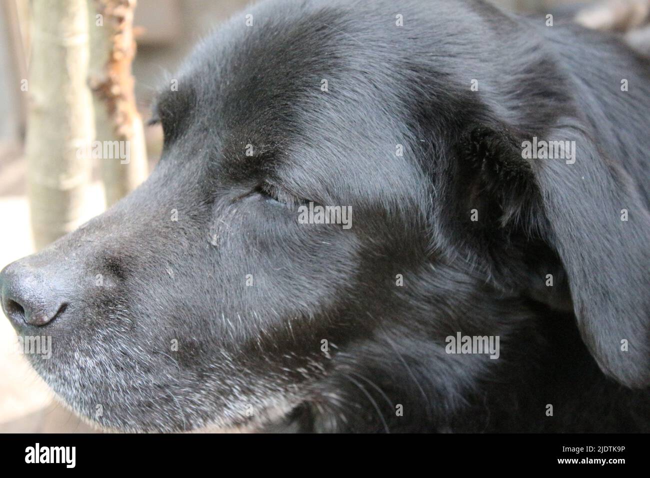 Photographie d'un Labrador retriever noir. Le vieux Labrador en gros plan. Visage, profil, yeux, oreilles, nez de chien noir. Portrait d'animal de compagnie dans le jardin. Photographie Banque D'Images