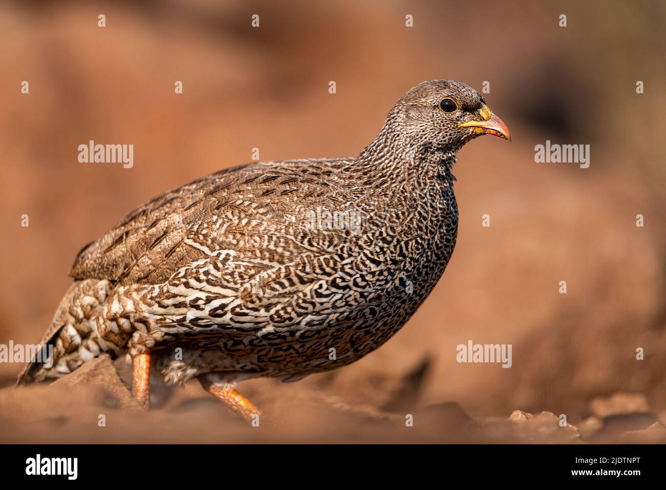 Natal francolin) (Pternistis natalensis) de Zimanga, Afrique du Sud. Banque D'Images