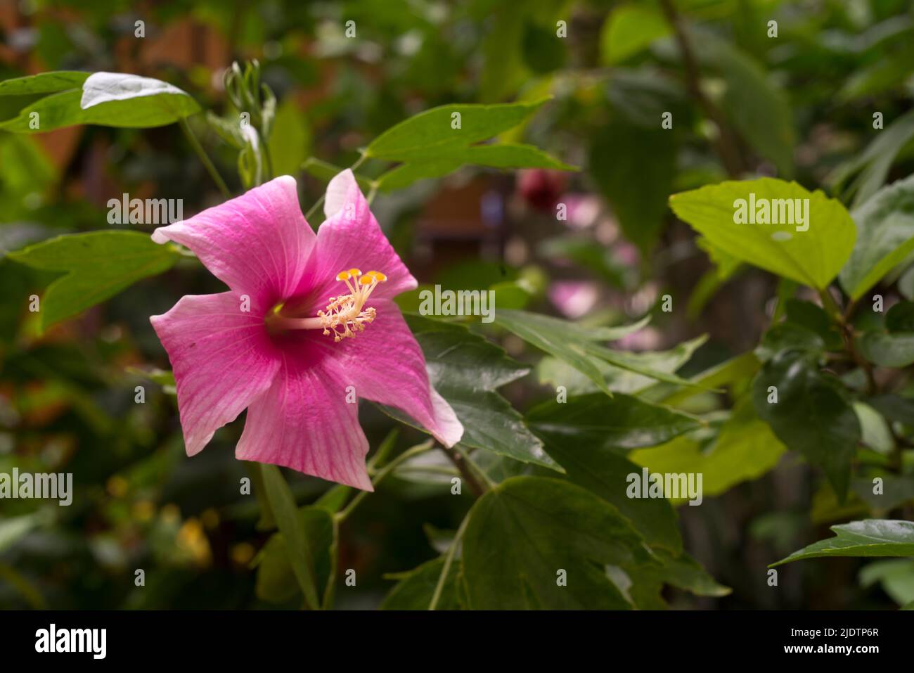 Fleurs d'hibiscus roses dans le jardin photo macro Banque D'Images