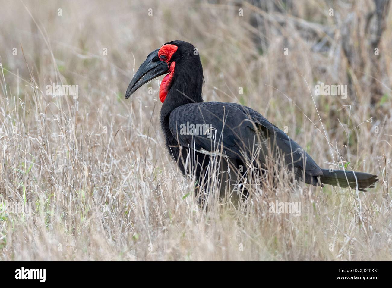 Charme sudiste (Bucorvus leadbeateri, anciennement connu sous le nom de Bucorvus cafer) de Kruger BP, Afrique du Sud. Banque D'Images