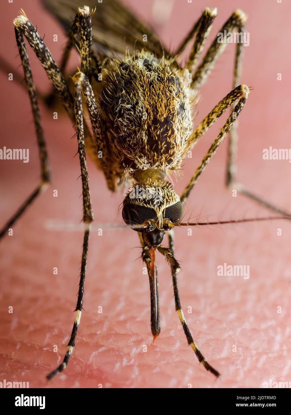 Bite de peau de moustiquaire contaminée par Zika. Leishmaniose, encéphalite, fièvre jaune, dengue, paludisme, Mayaro ou Zika virus Infectious Culex Banque D'Images