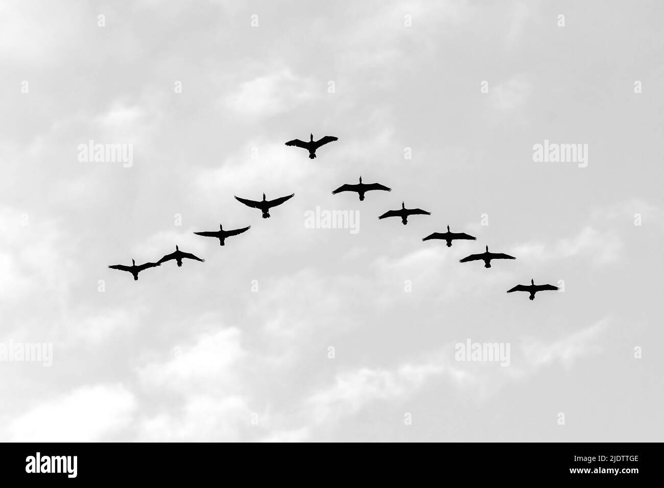 De grands cormorans (Phalacrocorax carbo sinensis) volant en formation à Hong Kong, en Chine. Banque D'Images