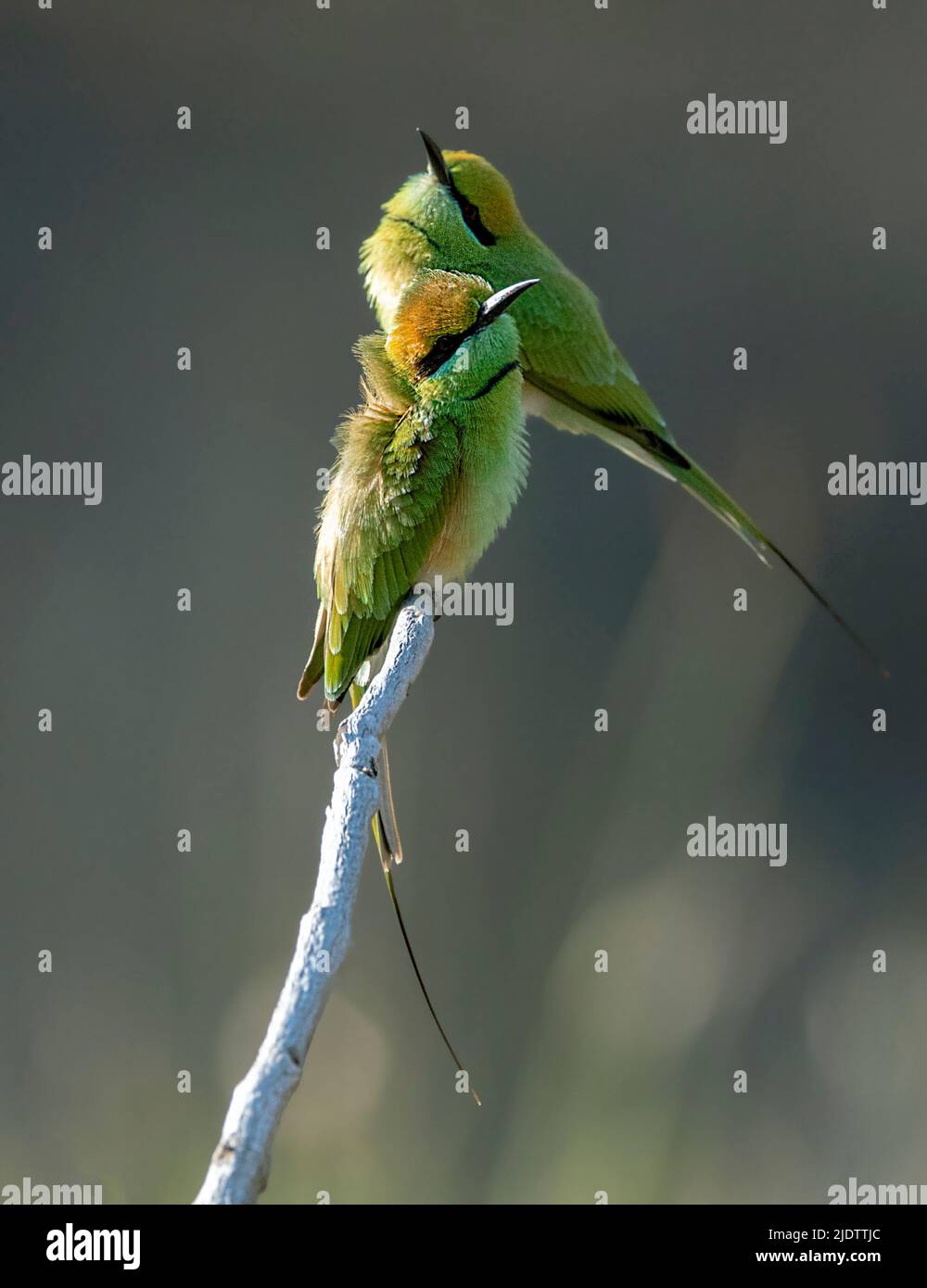 Des petits mangeurs d'abeilles vertes (Merops orientalis) du parc national de Pench, Madhya Pradesh, Inde. Banque D'Images
