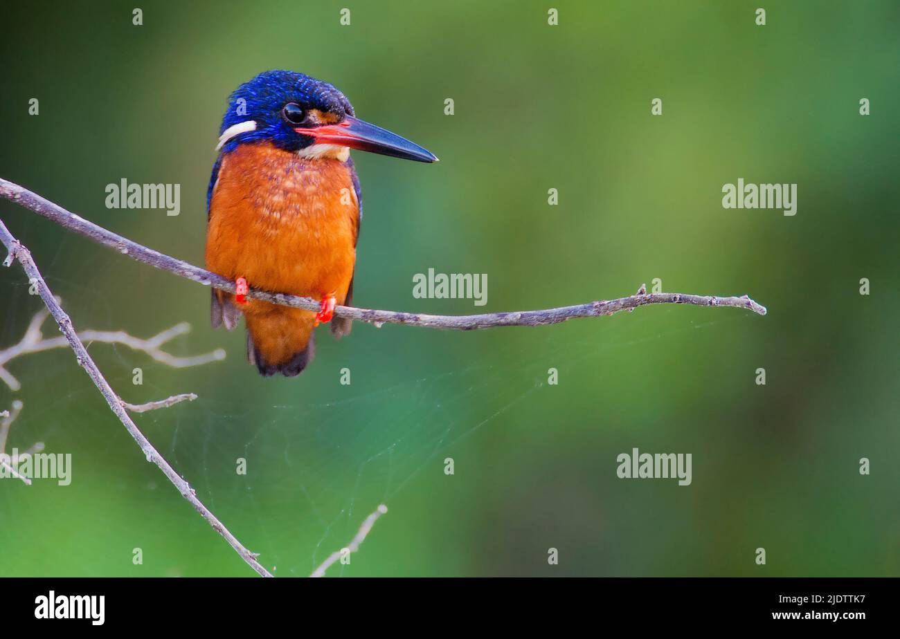 Blue-eared Kingfisher (Alcedo meninting) de la rivière Kinabatangan, Sabah, Bornéo. Banque D'Images