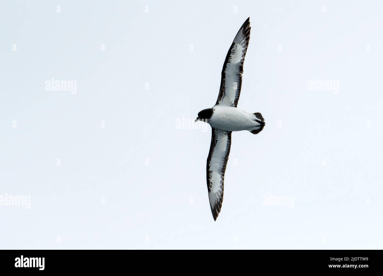 Cap Petrel (Daption capense) du passage Drake. Banque D'Images