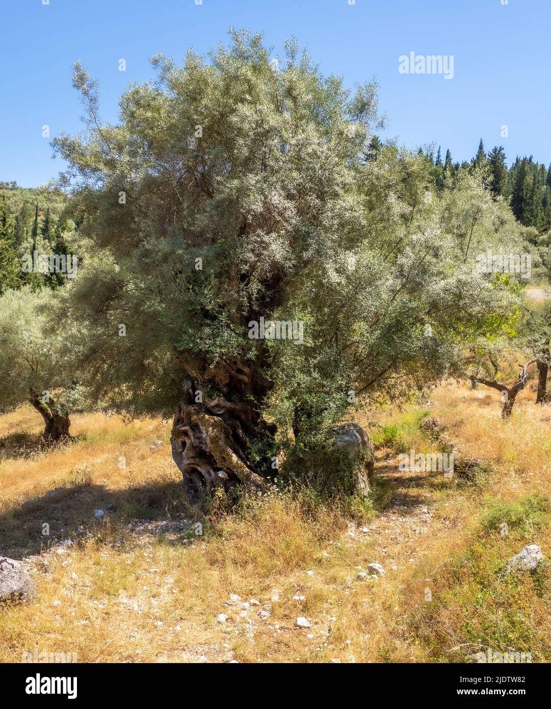 Vieux olivier et roche dans une oliveraie dans les montagnes de Lefkada dans les îles Ioniennes de Grèce Banque D'Images