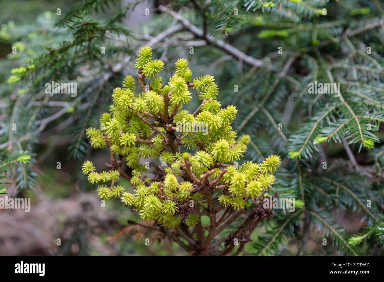 Une branche d'épinette verte avec de jeunes pousses tendres de couleur laitue sur un fond flou Banque D'Images