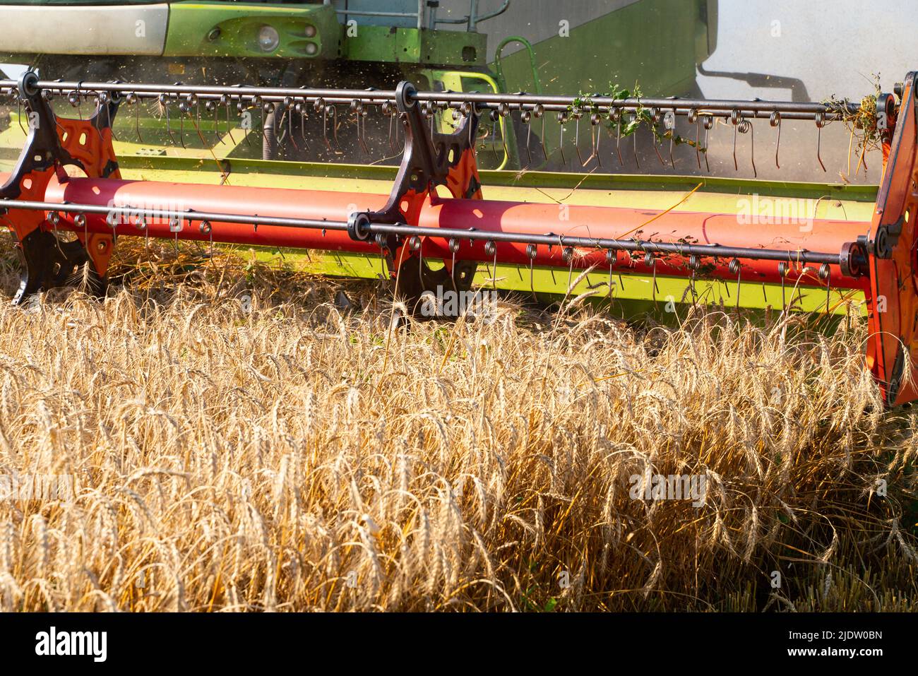 La moissonneuse-batteuse enlève le blé mûr. Travail agricole, récolte du grain dans le champ. Banque D'Images