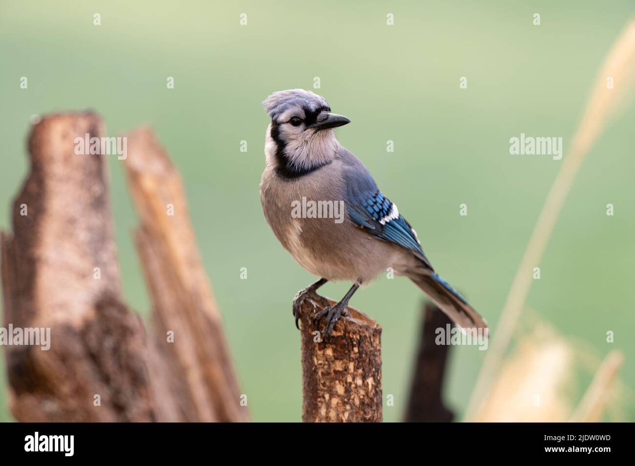 Bluejay perching sur une branche d'arbre Banque D'Images