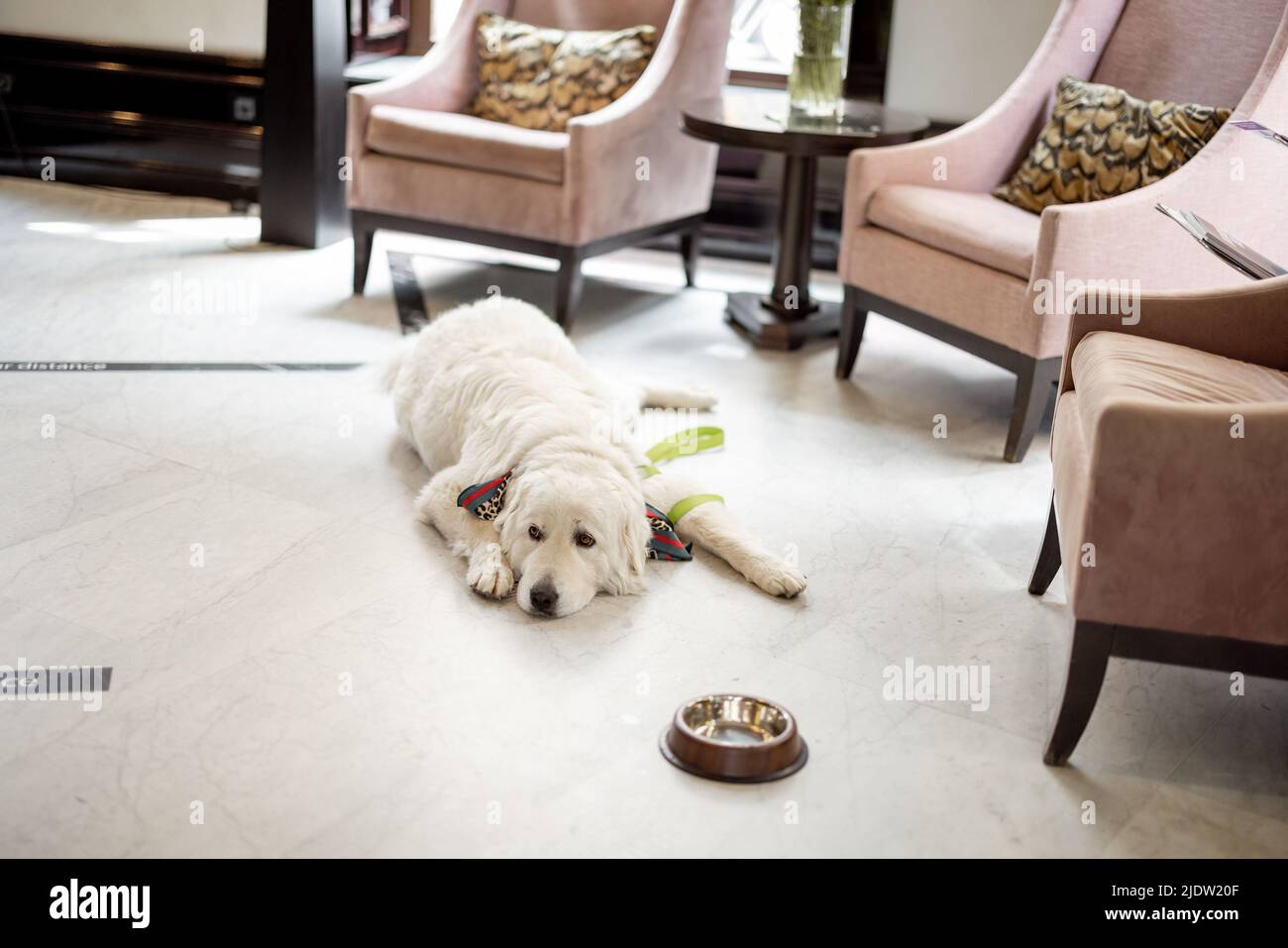 Chien couché à l'étage dans le hall d'un hôtel Banque D'Images