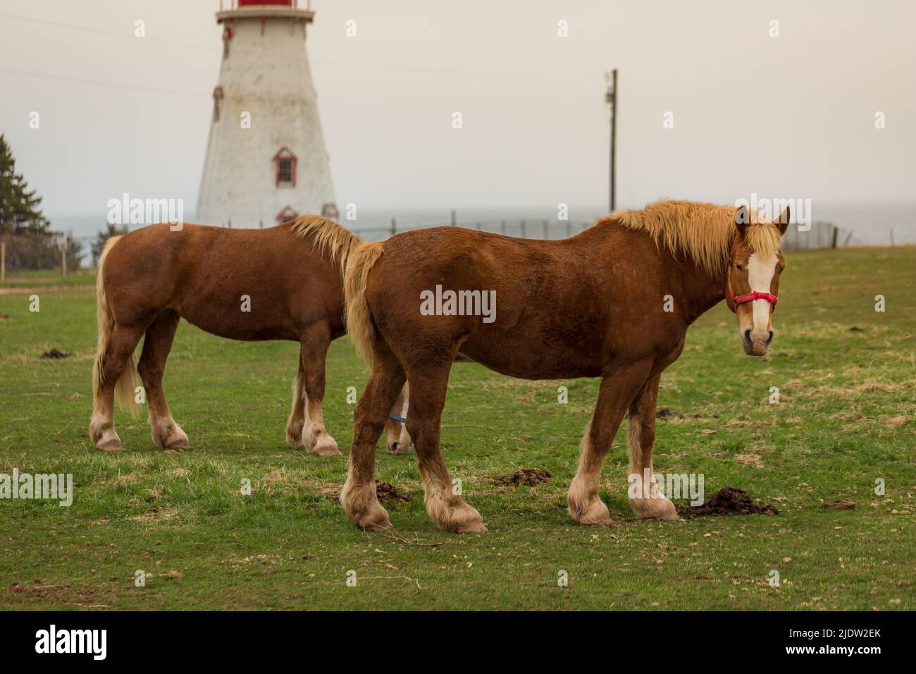 Blond belge Draft Horse alias Flanders Horse paître sur une terre agricole à l'arrière-plan d'une maison légère, Île-du-Prince-Édouard, Canada Banque D'Images