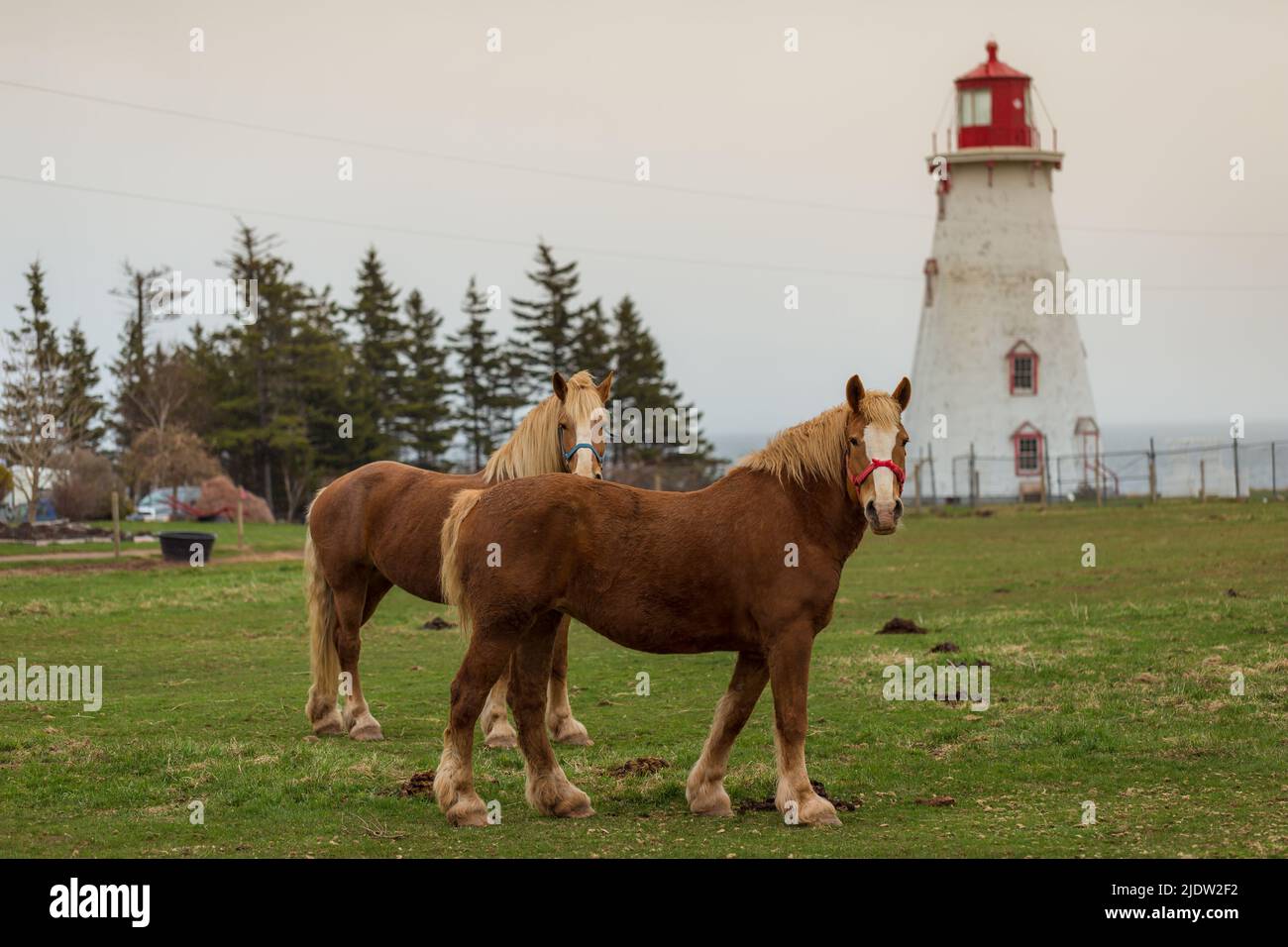 Blond belge Draft Horse alias Flanders Horse paître sur une terre agricole à l'arrière-plan d'une maison légère, Île-du-Prince-Édouard, Canada Banque D'Images