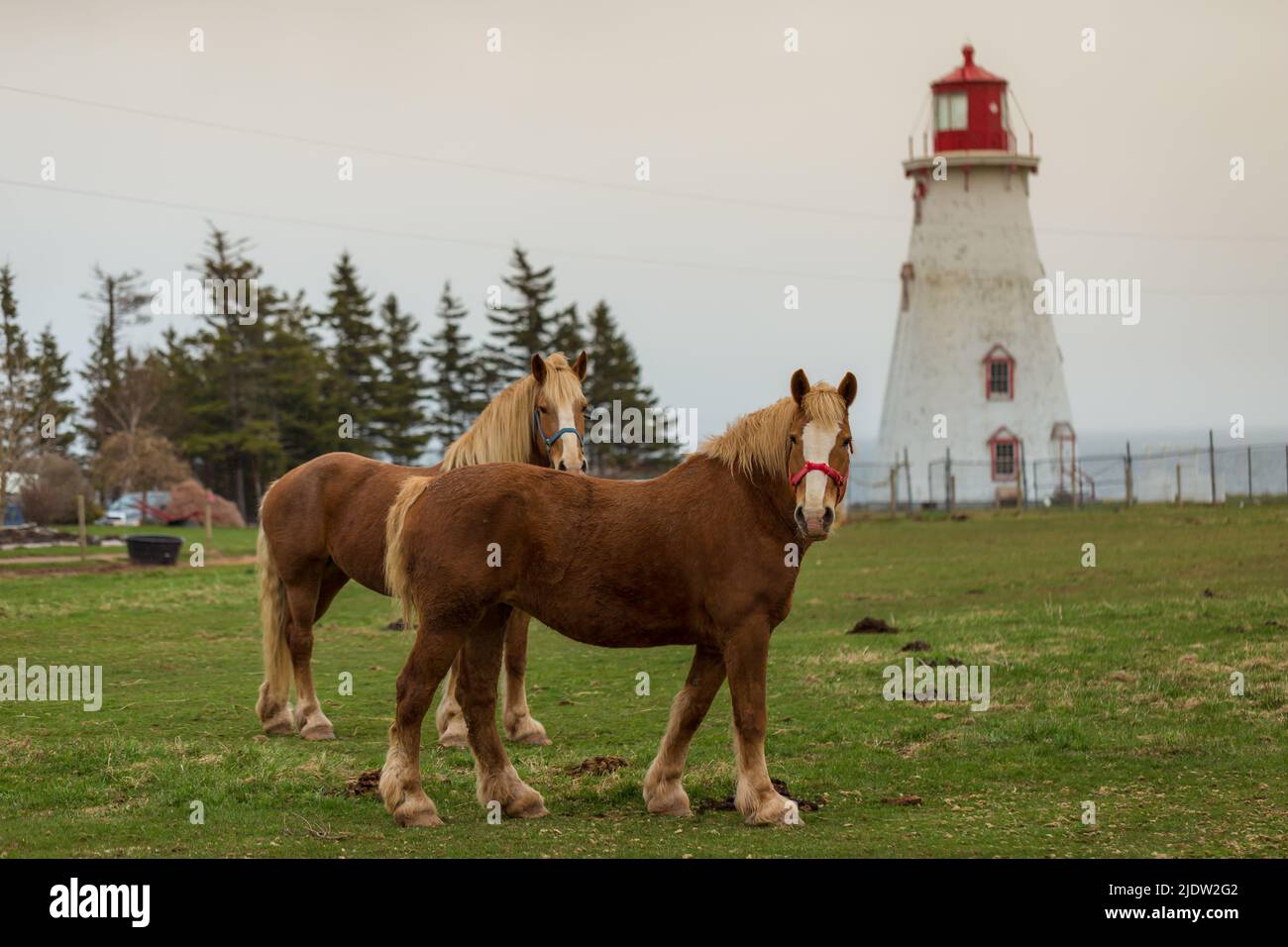Blond belge Draft Horse alias Flanders Horse paître sur une terre agricole à l'arrière-plan d'une maison légère, Île-du-Prince-Édouard, Canada Banque D'Images