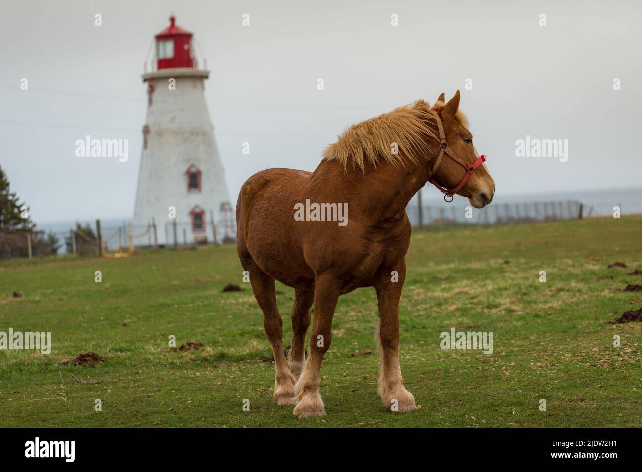 Blond belge Draft Horse alias Flanders Horse paître sur une terre agricole à l'arrière-plan d'une maison légère, Île-du-Prince-Édouard, Canada Banque D'Images