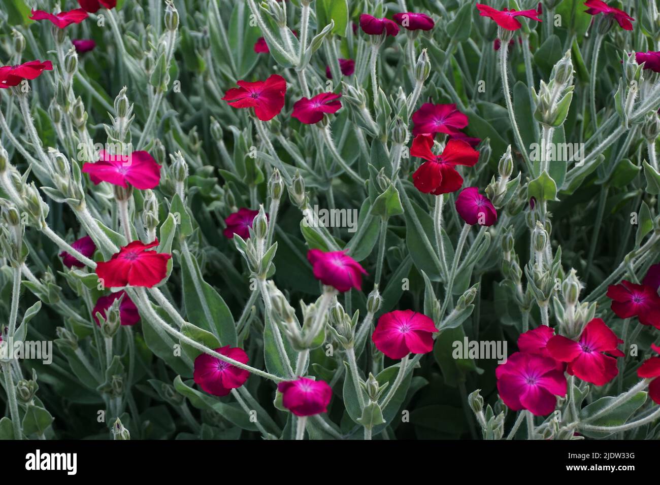 Fleurs de campion de rose Banque D'Images