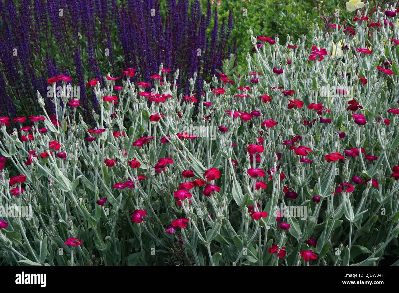 Fleurs de campion de rose Banque D'Images