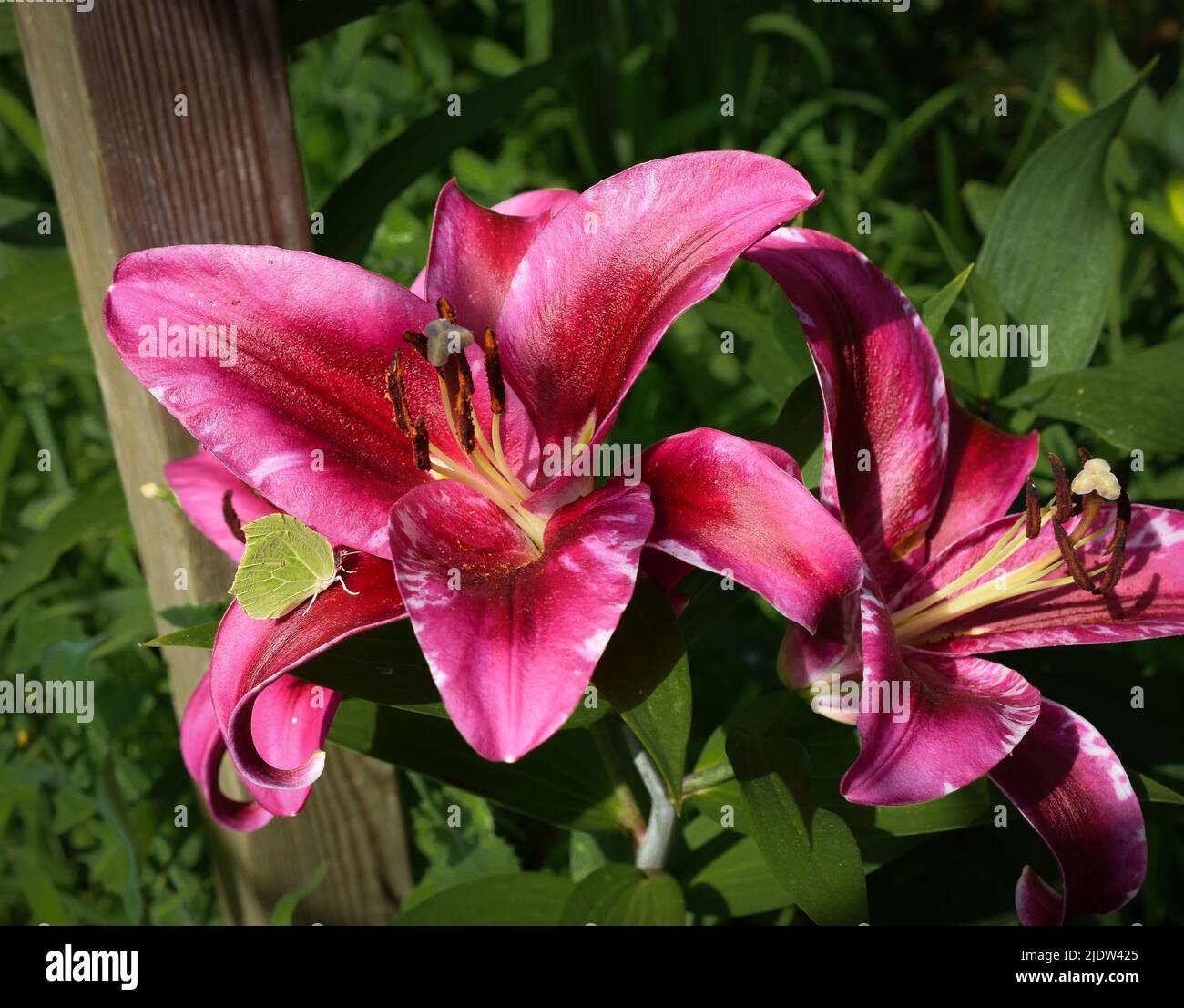 Lys mauve et papillon (jardin du ruisseau de l'église 2022) Banque D'Images