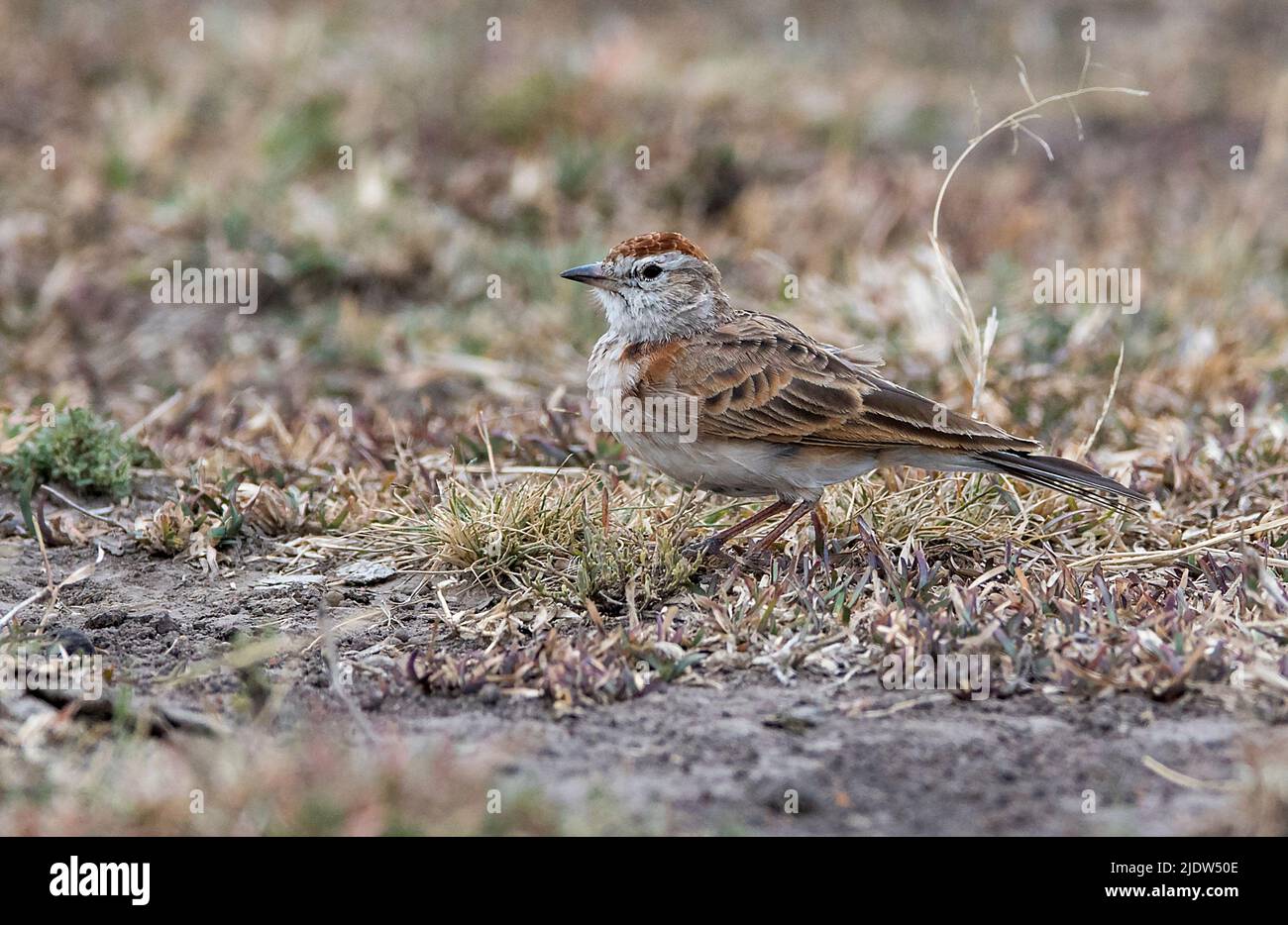 Larche à capuchon rouge (Calandrella cinerea) de Maasai Mara, Kenya. Banque D'Images