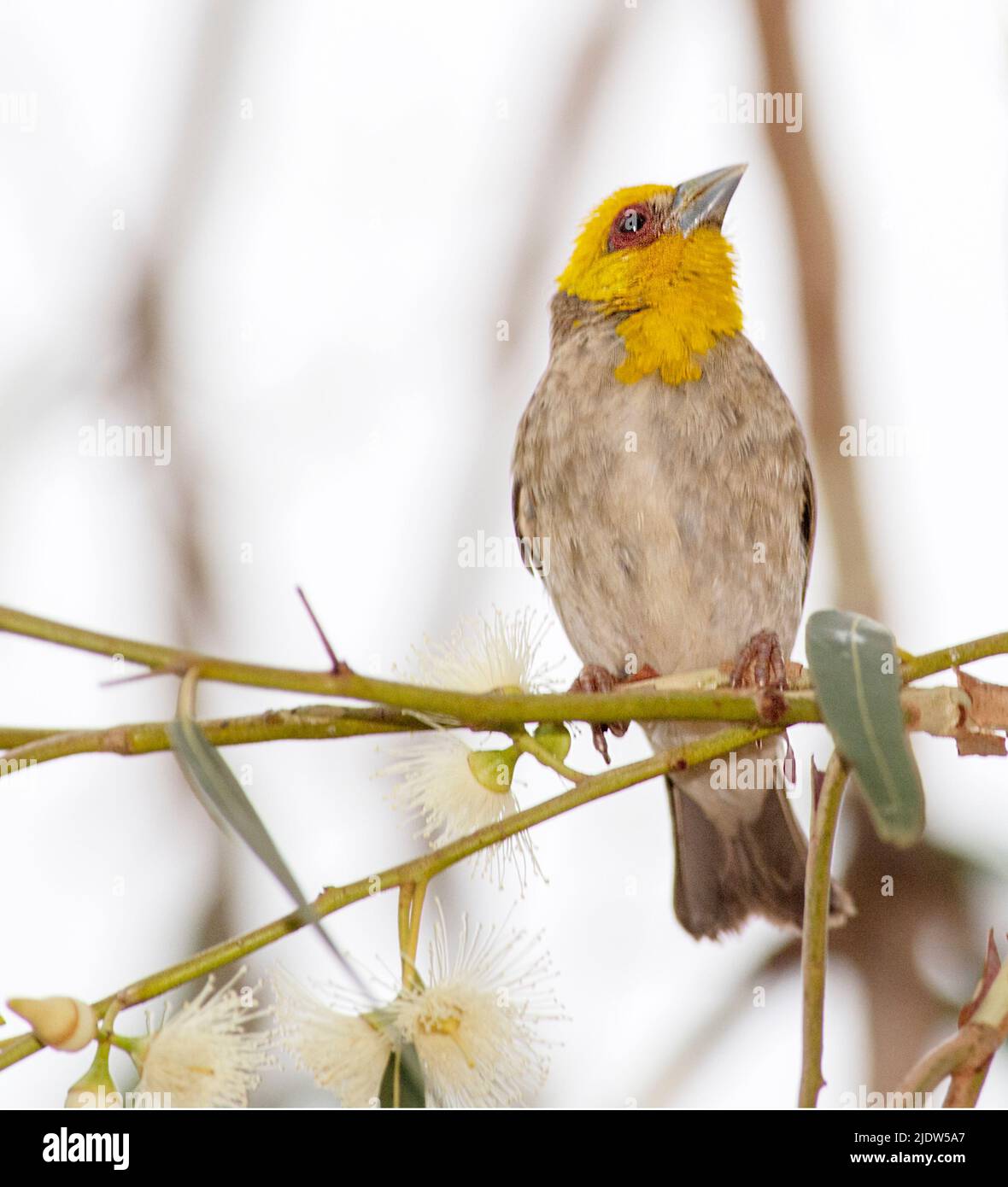 Un tisseur de sakalava mâle (Ploceus sakalava) de Berenty, dans le sud de Madagascar. Banque D'Images