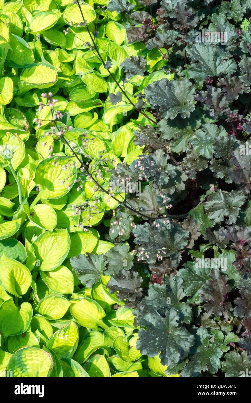 Combinaison de couleurs feuilles Hosta 'Rainforest Sunrise' Hosta contraste plante feuillage Heuchera 'Rachel' Heuchera couvre-sol feuilles jardin mixte Banque D'Images