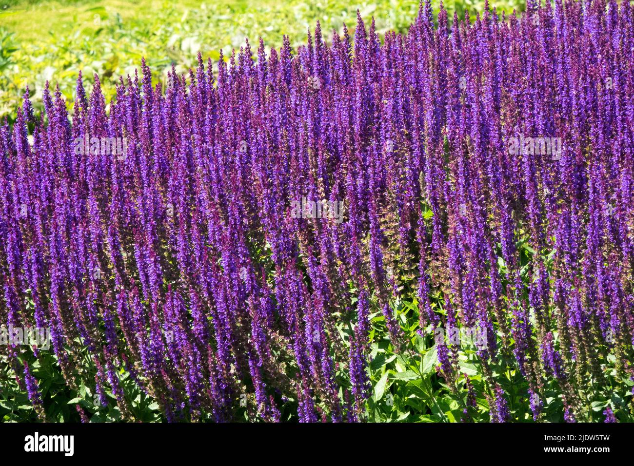 Salvia nemorosa 'Ostfriesland',Salvia Ostfriesland, Violet, prairie, fleurs, fleurs, Jardin Banque D'Images