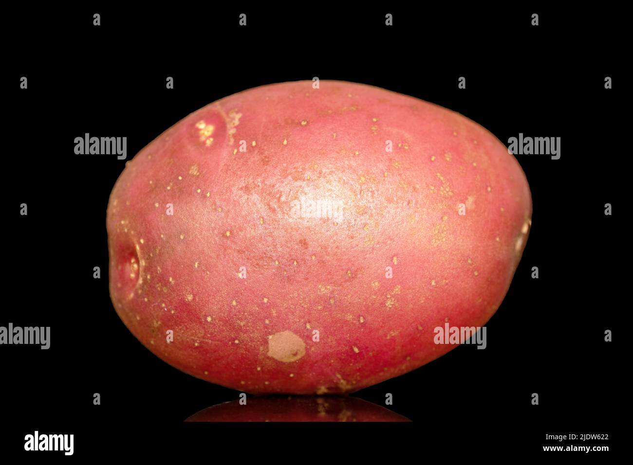 Une pomme de terre rose non pelée, en gros plan, isolée sur fond noir. Banque D'Images