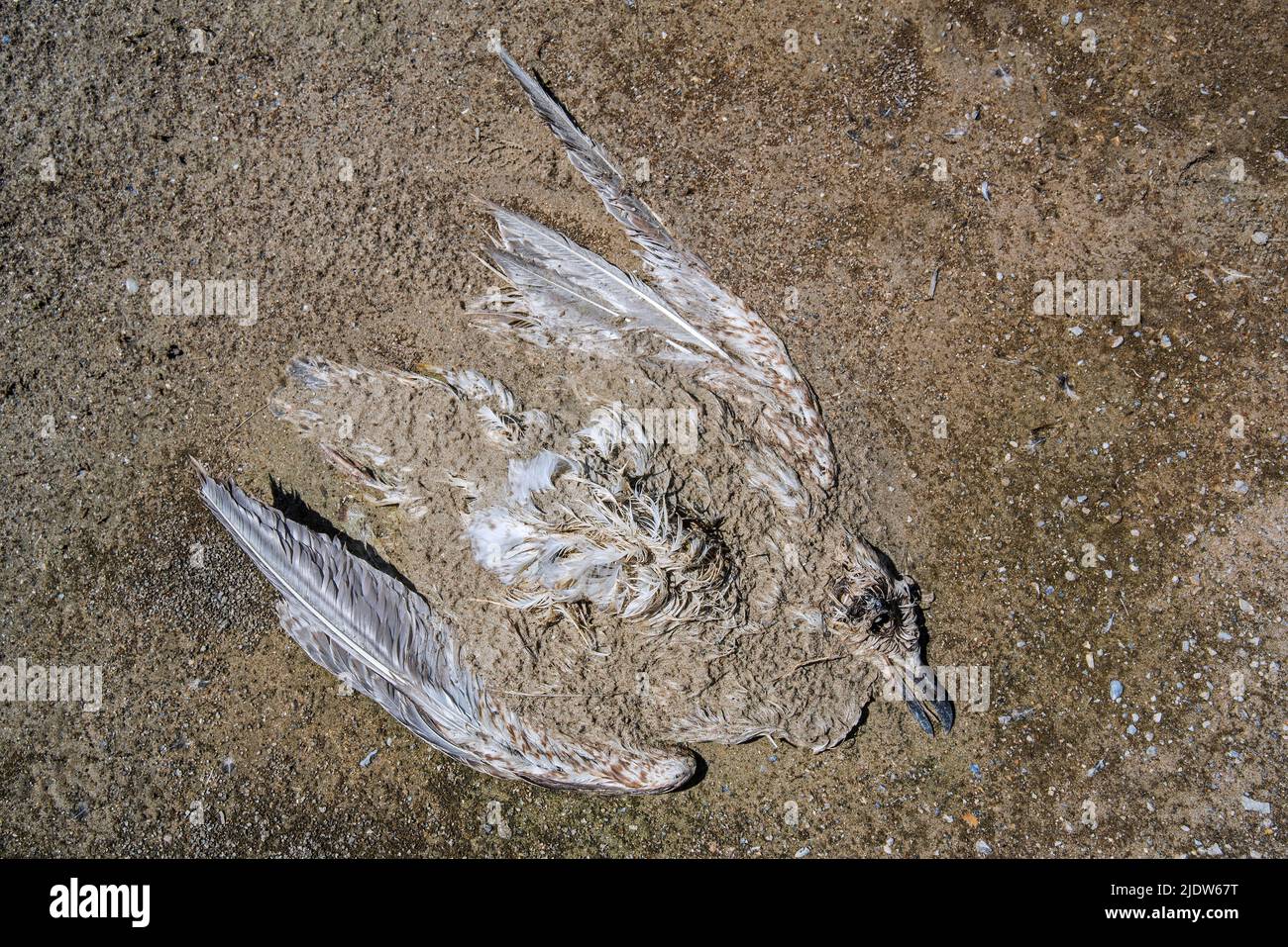 Mouette juvénile en décomposition morte / mouette de mer partiellement enterrée dans le sable de mer sur la plage Banque D'Images