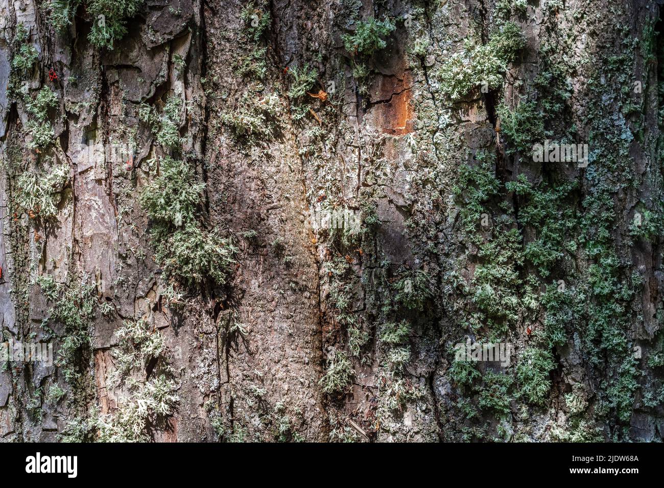 Fragment de l'écorce d'un vieux arbre recouvert de mousse avec de petits coléoptères. À utiliser comme arrière-plans et textures abstraits. Banque D'Images