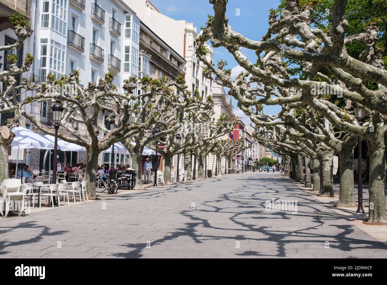 Espagne, Burgos. London Planetrees, Platanus x acerifolia. Banque D'Images