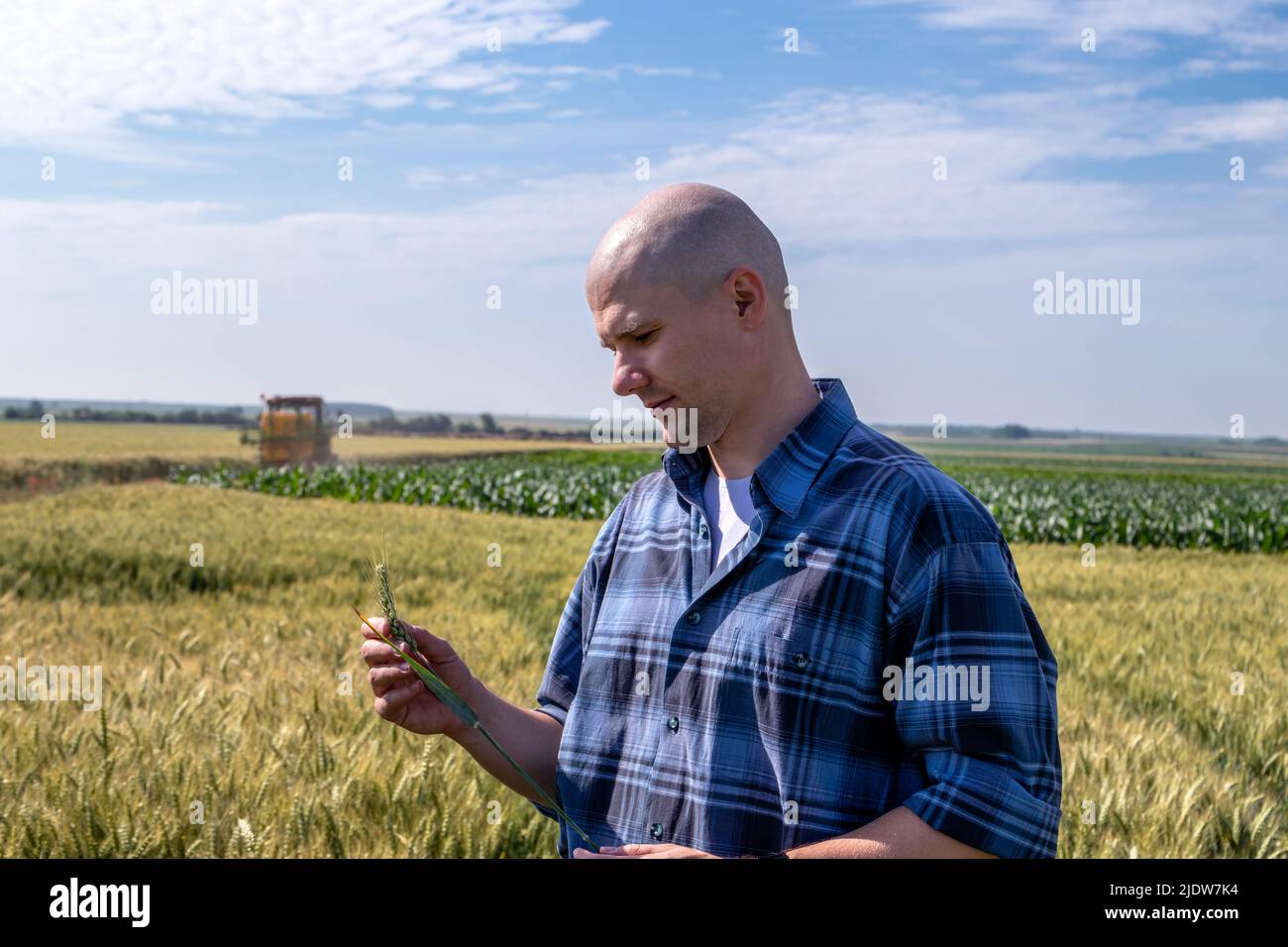 Agriculteur dans le champ de blé estimant le rendement. Agronome évaluer la qualité du grain de blé. Banque D'Images
