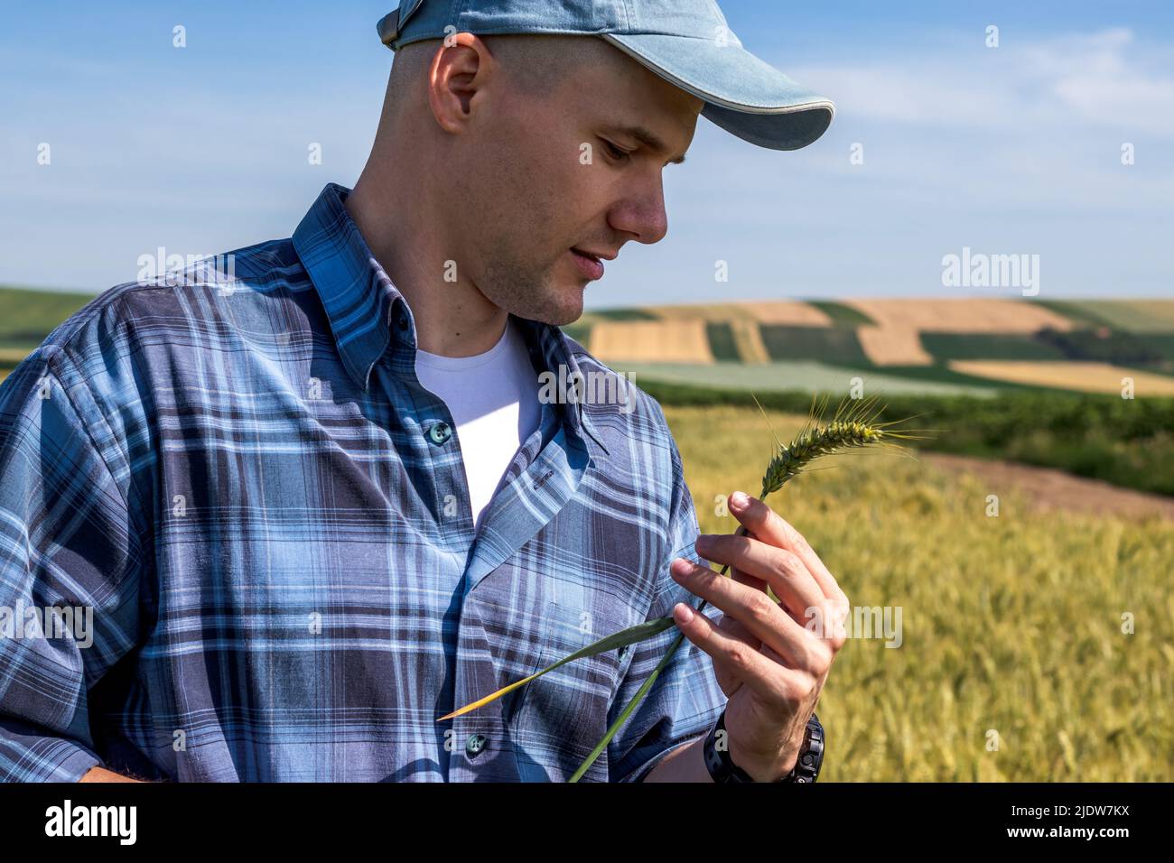 Agriculteur dans le champ de blé estimant le rendement. Agronome évaluer la qualité du grain de blé. Banque D'Images