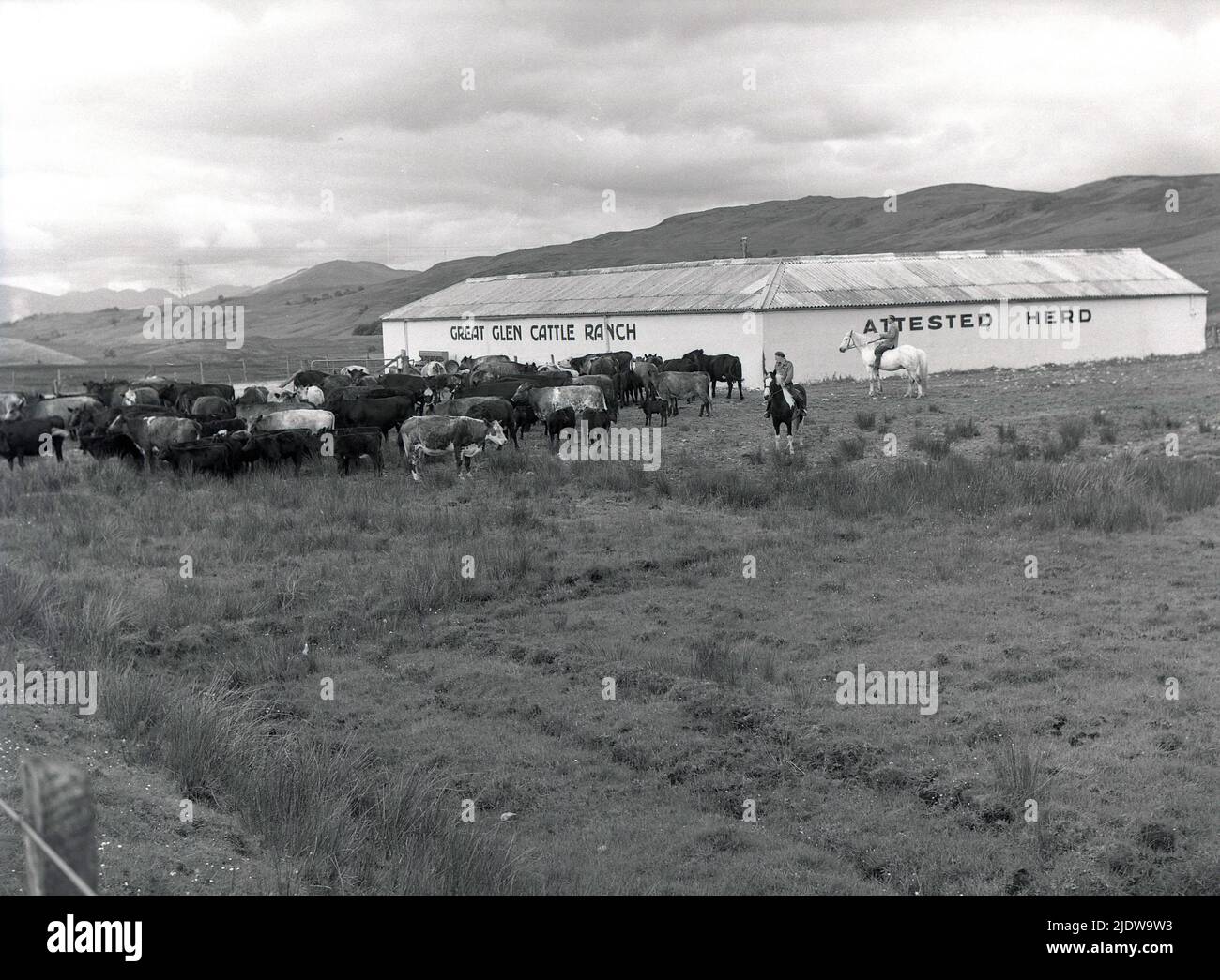 1956, historique, un troupeau de bovins des hautes terres étant arrondi par des éleveurs à cheval au Great Glen Cattle Ranch, Spean Bridge, Scottish Highlands, Écosse, Royaume-Uni, avec une vue sur les abris de bétail distinctifs. Le ranch a été établi en 1945 par Joseph W. Hobbs, un homme d'affaires du Canada, qui est venu dans les hautes terres avec l'idée de transformer les landes arides en pâturage de bétail de style prairie, un concept original à l'époque. Banque D'Images