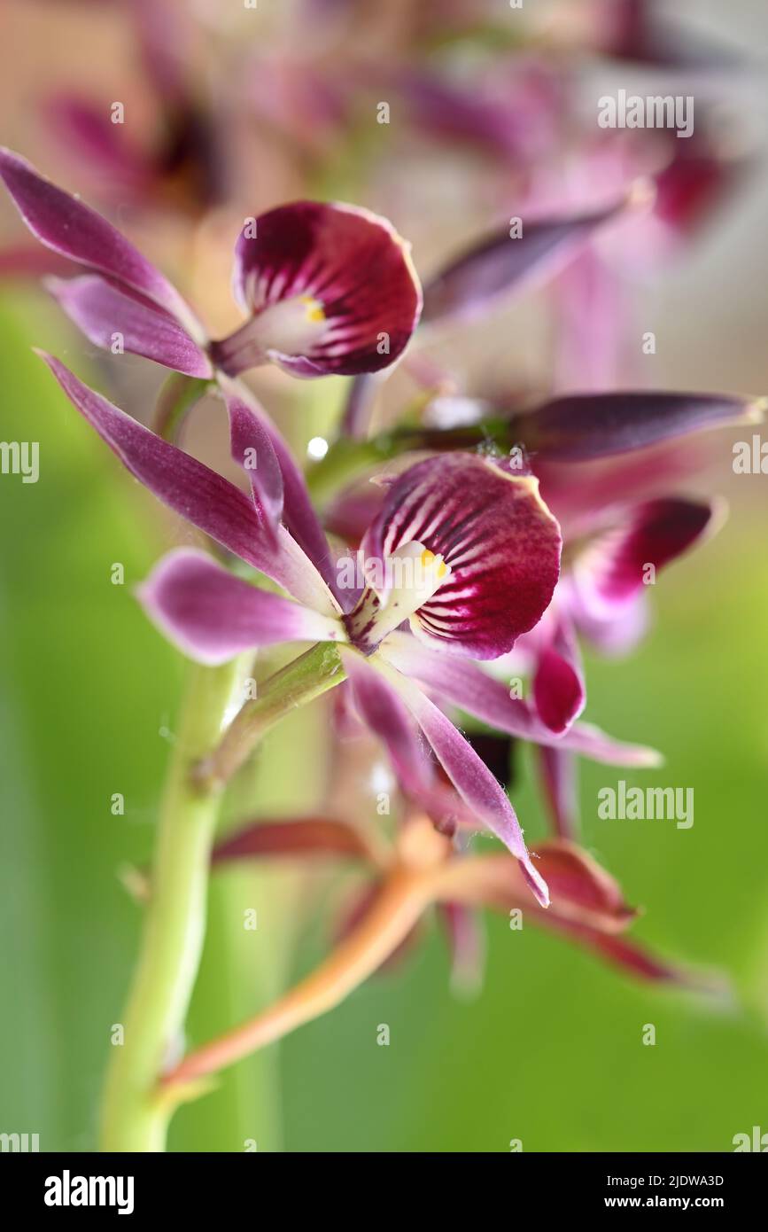 Belles fleurs de l'orchidée japonaise tropicale. Banque D'Images