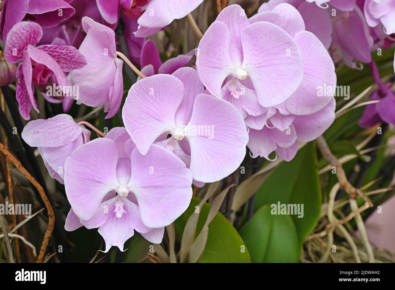 Belles fleurs de l'orchidée japonaise tropicale. Banque D'Images