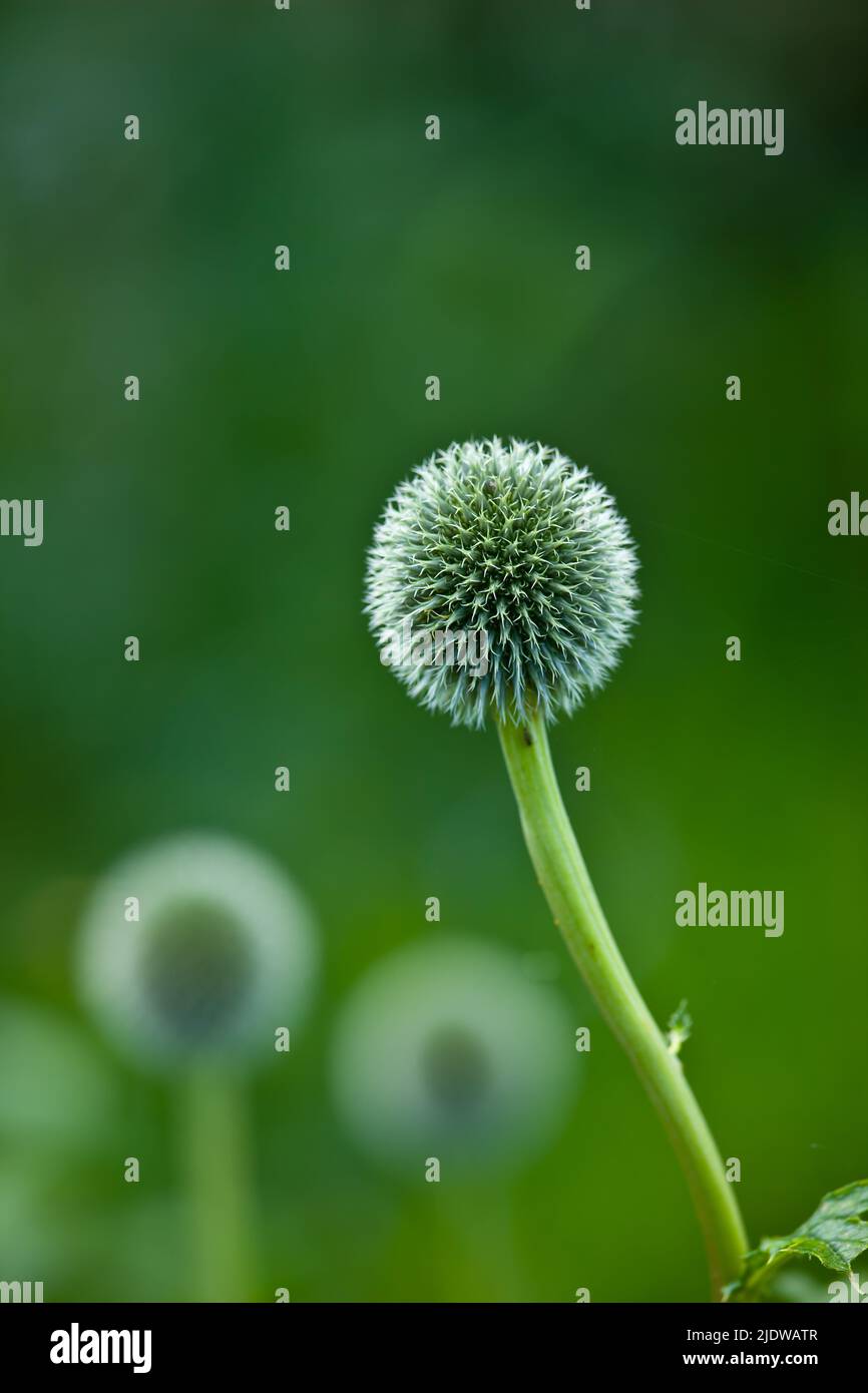 Globe bleu fleur de Thistle sur fond de nature verte dans un parc. Les échinops grandissent et fleurissent dans un champ en été. Magnifique Banque D'Images