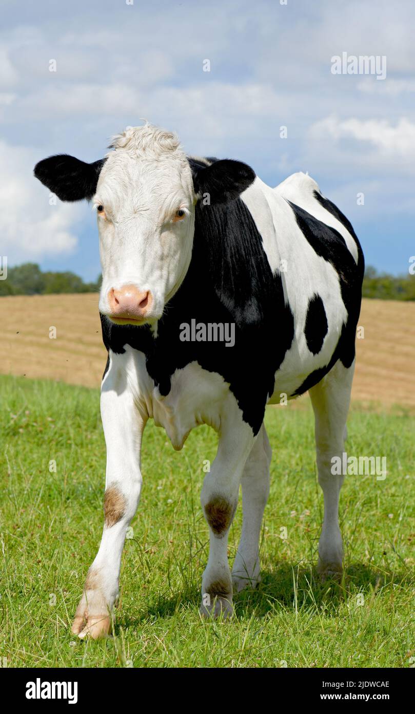 Vache Holstein noire et blanche isolée contre l'herbe verte sur les terres agricoles et les terres agricoles éloignées. Élevage de bétail vivant, élevage de vaches laitières nourries d'herbe Banque D'Images