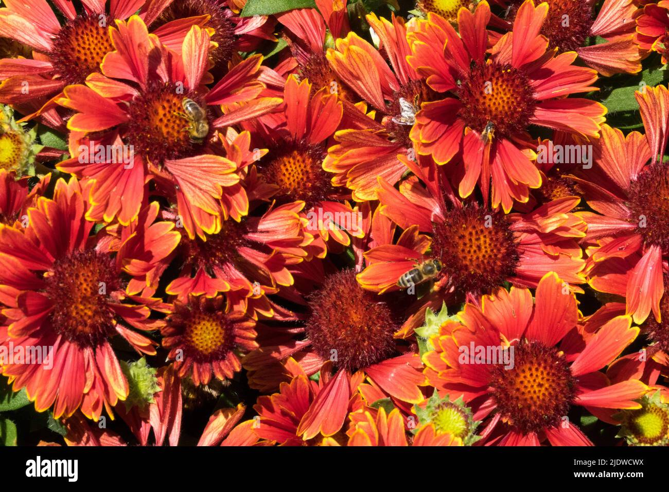Gaillardia Aristata, fleurs, fleurs en fleurs, fleurs blanches, fleurs, Gaillardia Aristata 'PIN Top Yellow Touch' Banque D'Images