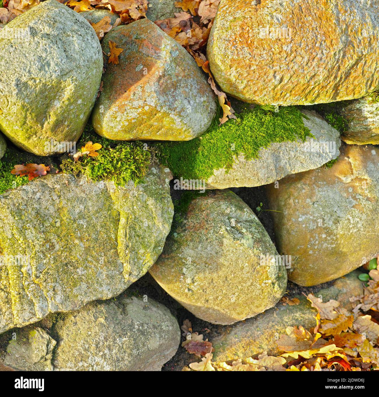Gros plan d'un tas de roches couvertes de moisissure verte et de feuilles d'automne. Blocs de pierre entourés de feuilles séchées d'orange et de jaune à l'automne Banque D'Images