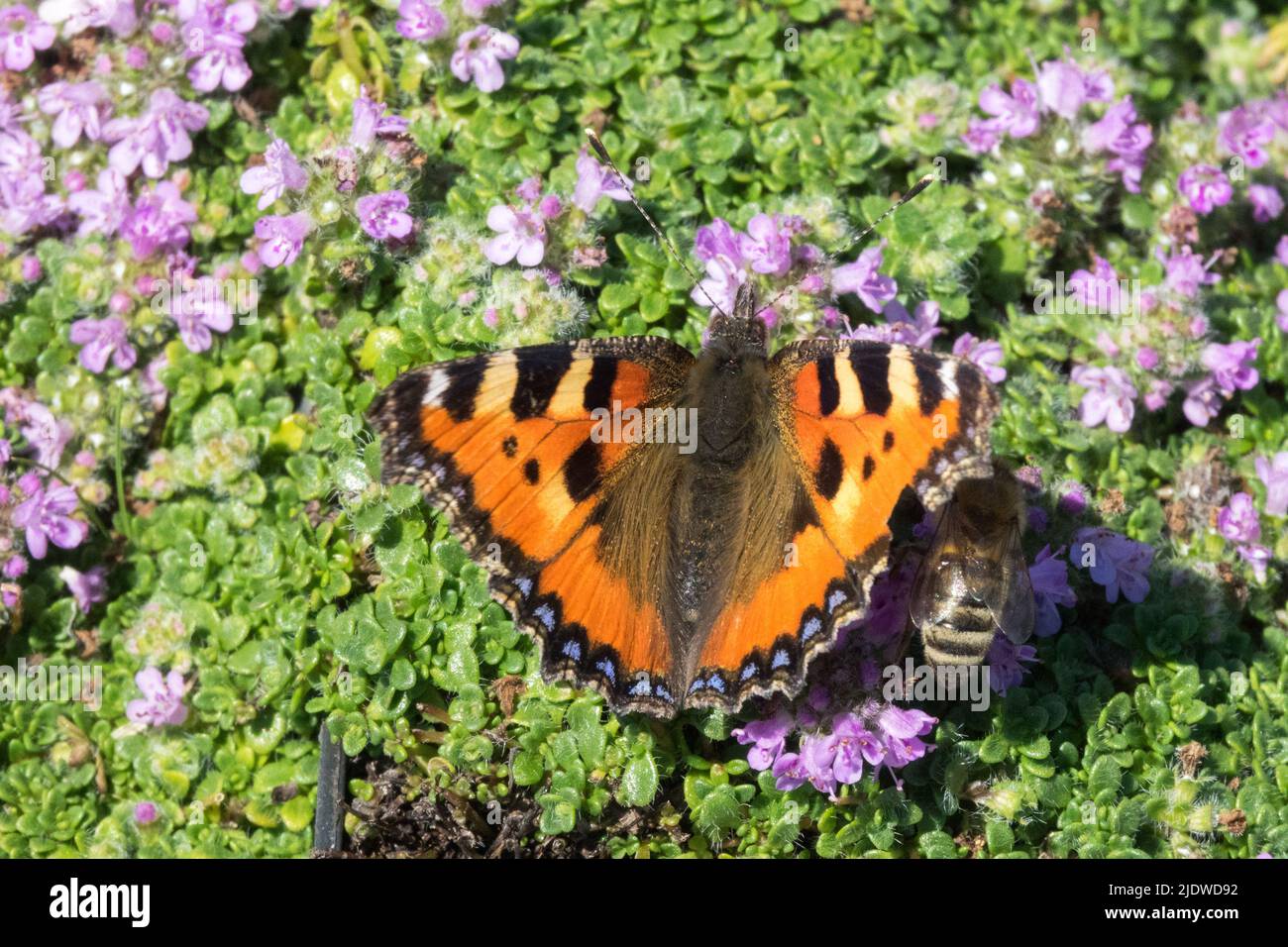 Abeille et papillon sur le thym rampant, petit papillon Tortoiseshell, Aglais urticaire, papillon sur fleur, thym, Fleur de papillon, thymus Banque D'Images