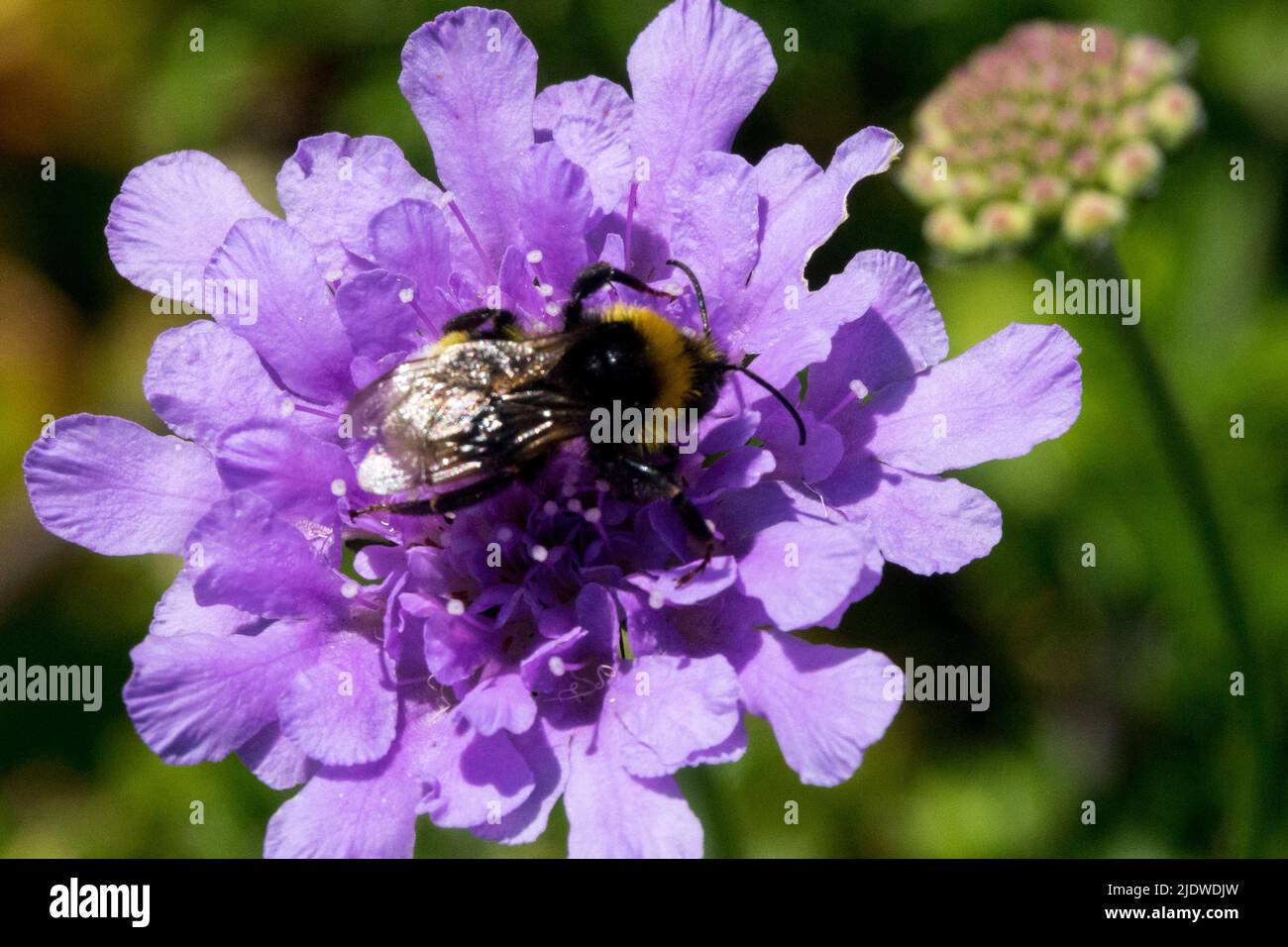 Bumblebee, on, Fleur, Scabiosa columbaria, gros plan, Scabiosa, Bloom, Bumblebee, In, Bleu Banque D'Images