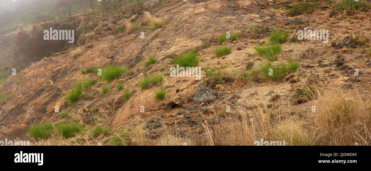 Herbe ou mauvaises herbes inégales poussant sur un champ ouvert près du parc national de Table Mountain, le Cap, Afrique du Sud. Arbustes secs avec des bouts de verdure et des plantes Banque D'Images