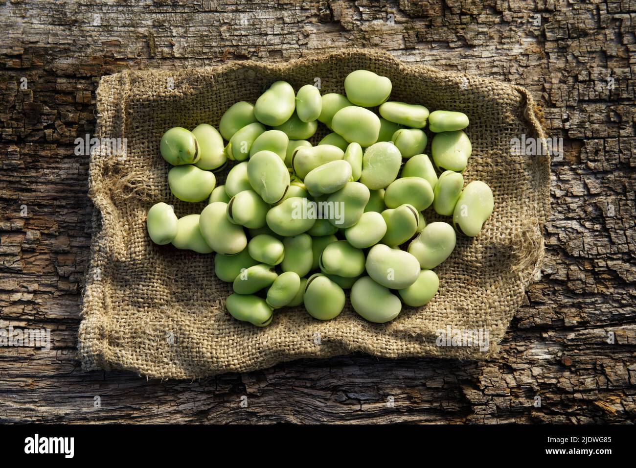 Récoltés des fèves de fava (Vicia faba) dans un potager. Banque D'Images